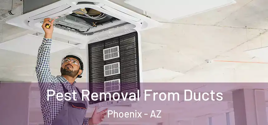 Pest Removal From Ducts Phoenix - AZ